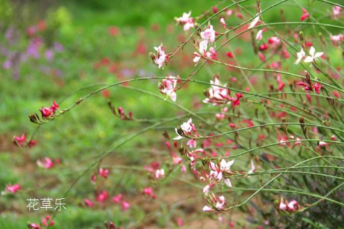 泡桐花的——国产敌伦免费视频内射村妇，一段城市的记忆与诗意