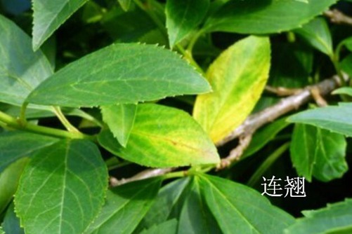 动漫打篮球——国产天堂av手机在线，热血沸腾的竞技场，超越现实的对决！